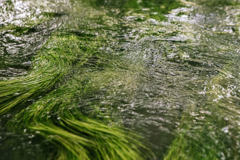 水流穿过绿色水生植被,代表颉保对环境保护和可持续实践的承诺。